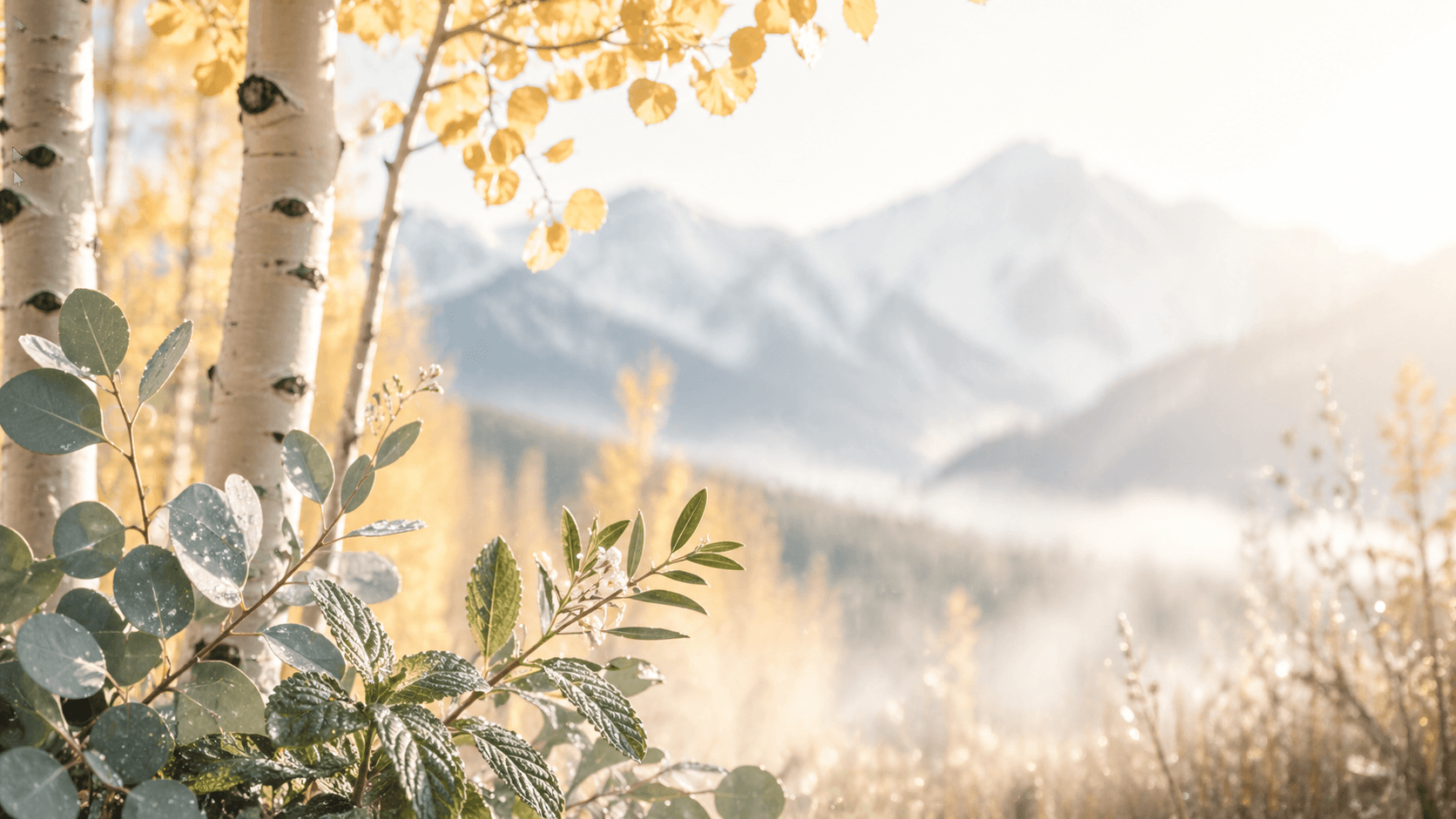 Aspen Morning scent mood