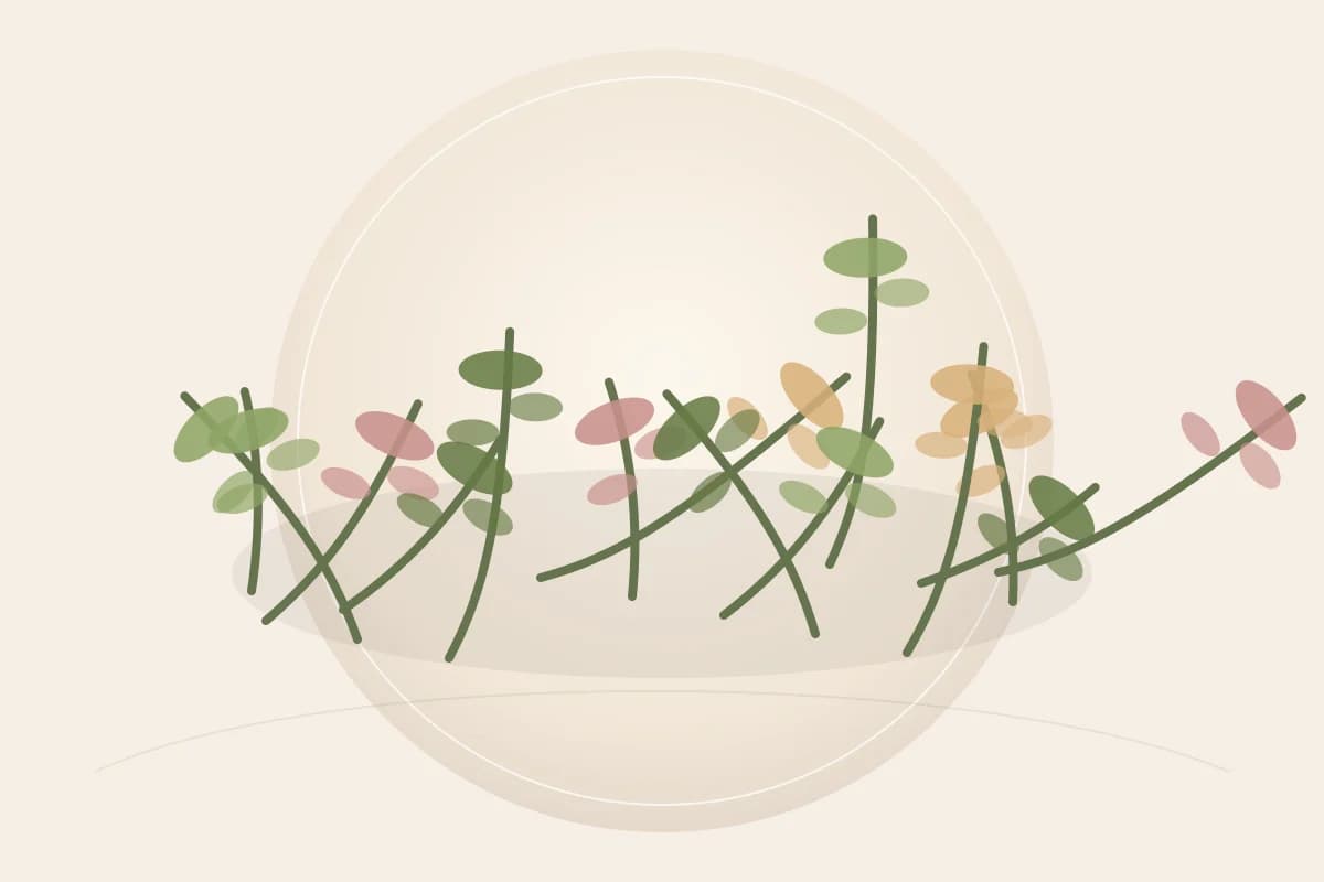 Arnica Flower ingredient reference