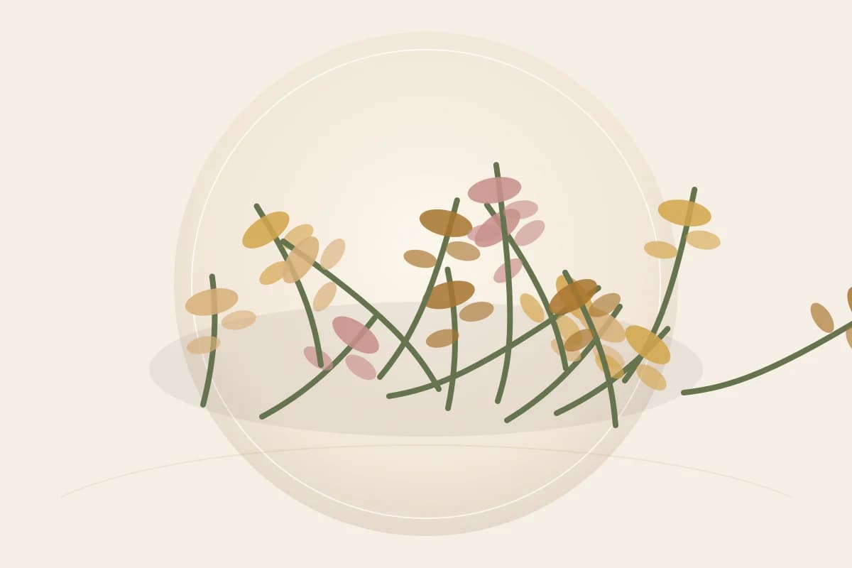 Calendula Extract (CO₂) ingredient reference