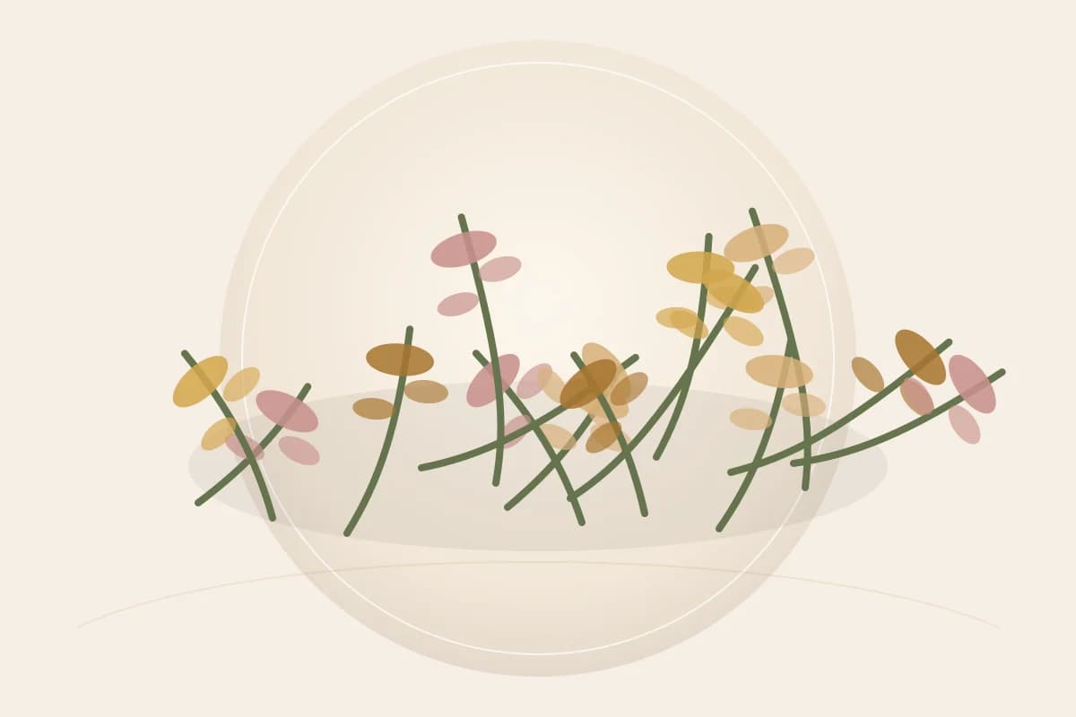 Calendula Petals ingredient reference