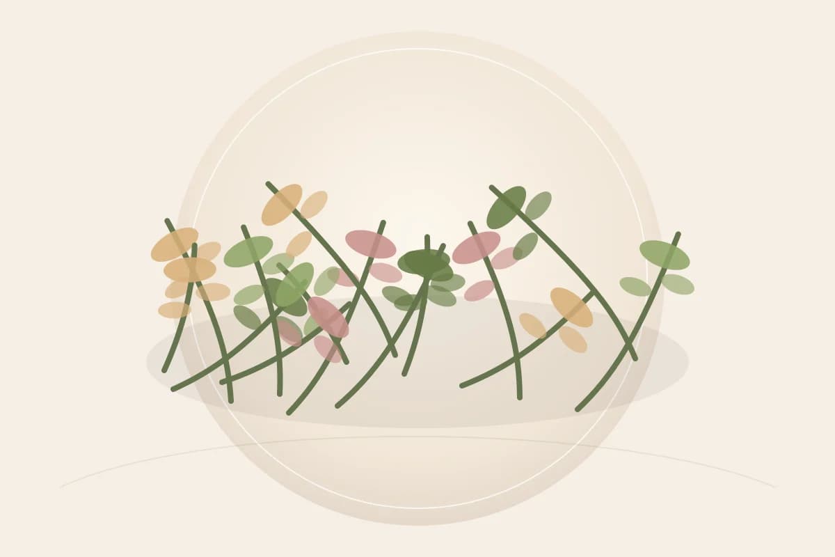 Chamomile Extract ingredient reference