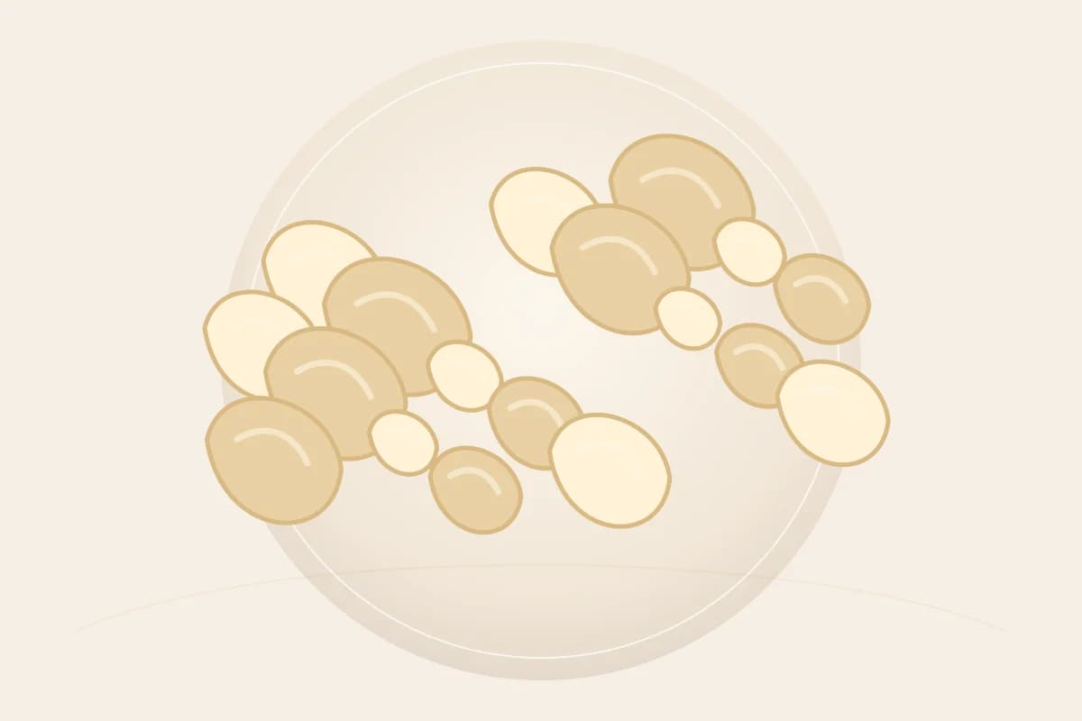 Copernicia Cerifera (Carnauba) Wax ingredient reference