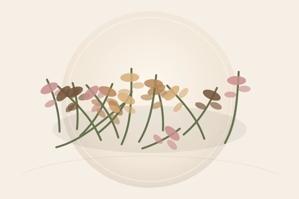 Daikon Seed Extract ingredient reference
