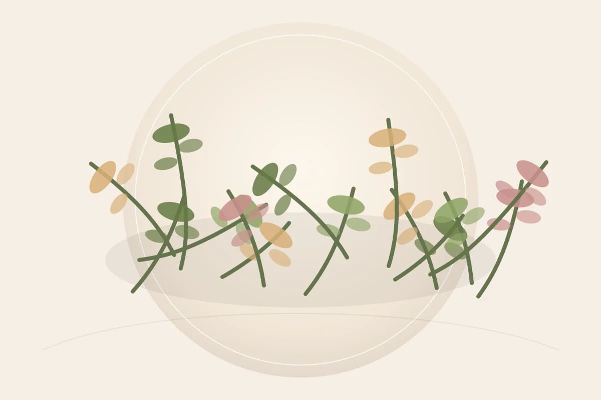 Holy Basil Leaf Extract ingredient reference