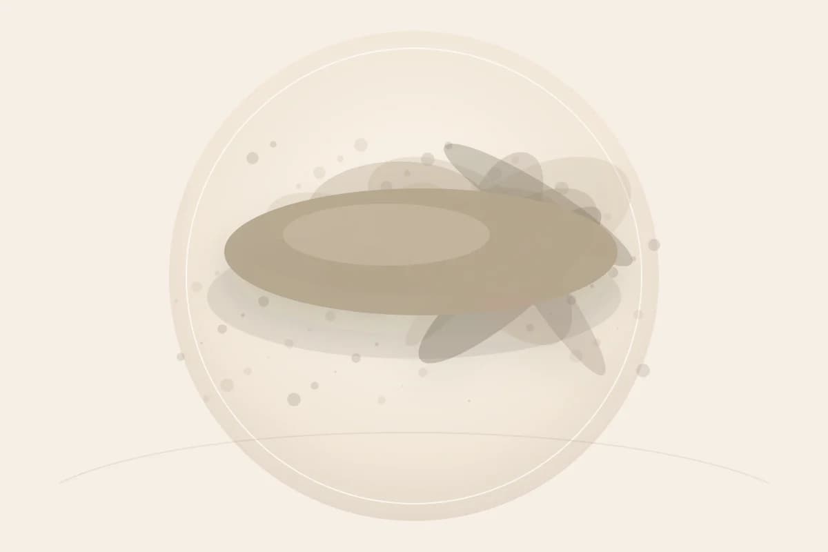 Pumice ingredient reference