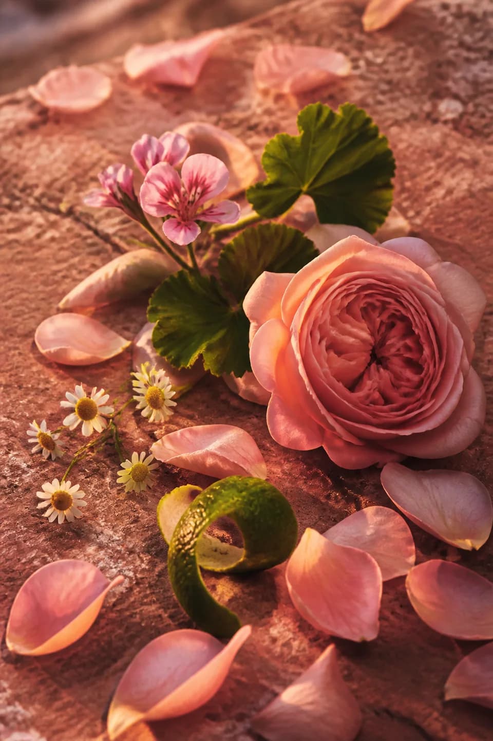 Mesa Rose scent portrait featuring Rose absolute, rose geranium, bergamot, chamomile