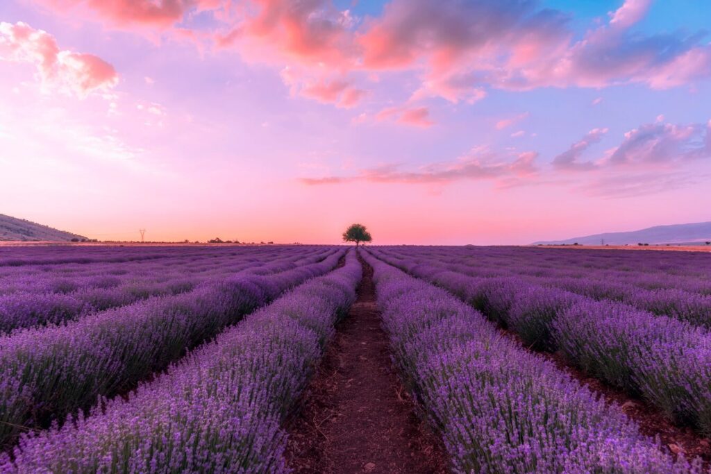 Lavender Field in Colorado
